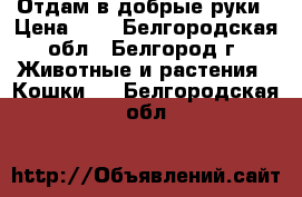 Отдам в добрые руки › Цена ­ 1 - Белгородская обл., Белгород г. Животные и растения » Кошки   . Белгородская обл.